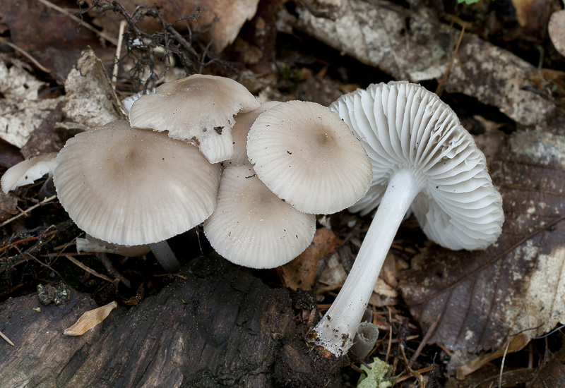 Mycena niveipes